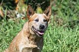 BOUVIER AUSTRALIEN 377